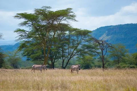 Two wild zebra in the bush Stock-Fotos