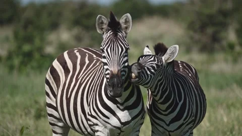 Two wild zebras together Video stock 328647637