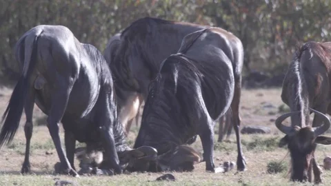 Two wildebeest fighting head to head to eat grass, Maasai Mara migration Stock Footage 103208824