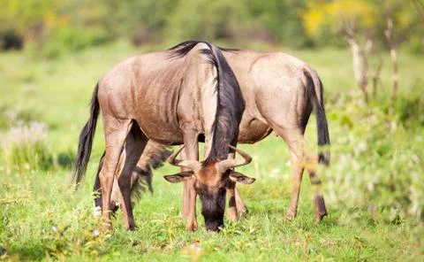 Two wildebeest grazing Stock Photos