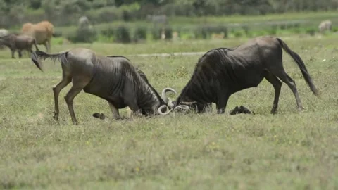 Two wildebeest locking horns in a territorial fight on the african savanna Vidéo 334268711