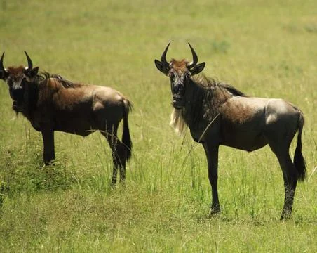 Two wildebeest Stock Photos