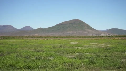 Two wildebeest running amongst a herd of antelope in the Karoo, South Africa Stock Footage 233374669