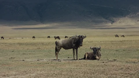 Two wildebeest in the savannah Video stock 104978437