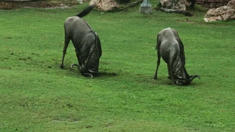 Two wildebeests grazing and digging in a grassy field with rocky formations Stock Footage 308197089