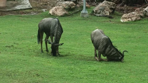 Two wildebeests grazing on lush green grass in a natural setting, using their Stock Footage 307869911