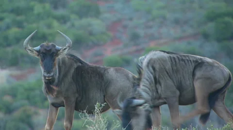 Two wildebeests in ranch Video stock 54590449