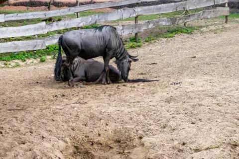 Two wildebeests in a reserve Stock Photos