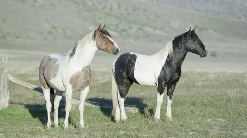 Two will horses standing then start running Video stock 77423291
