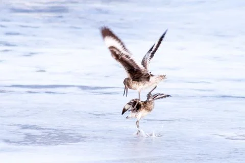 Two willets fighting over territory at Assateague Island Stock Photos