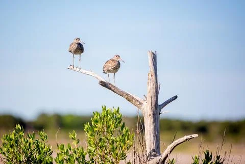 Two Willets perched in a dead tree at Assateague Island, Maryland Stock Photos