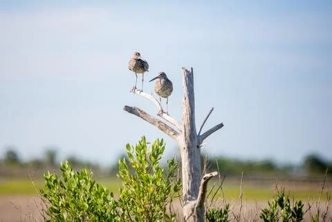 Two Willets perched in a dead tree at Assateague Island, Maryland Stock Photos