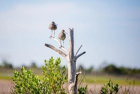 Two Willets perched in a dead tree at Assateague Island, Maryland Stock Photos