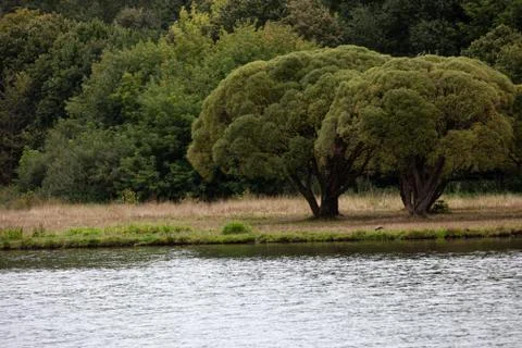 Two willow trees in front of the lake in early autumn Stock Photos