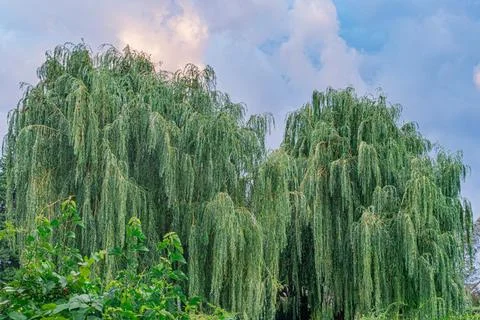 Two willow trees in a tranquil outdoor setting, with lush green leaves and dr Stock Photos