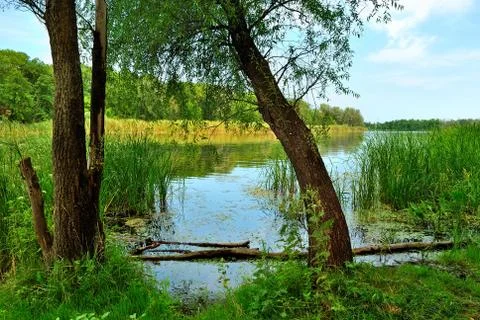 Two willows Фото