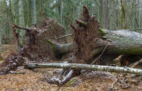 Two wind broken old Norwegian spruce tree Stock Photos