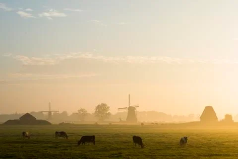Two Wind Mill and Cows Streefkerk Stock Photos