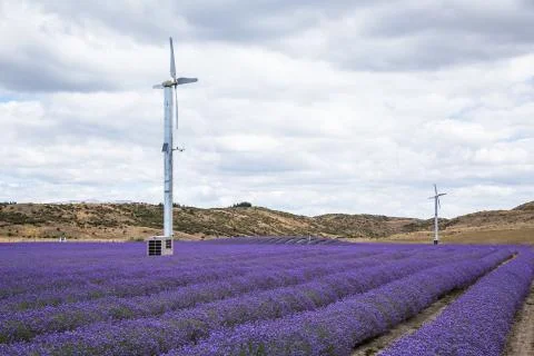Two windmills over rows of lavender Stock Photos