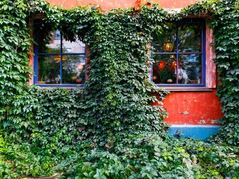 Two window with wooden window binding, lights and ivy leaves, bright colour w Stock Photos