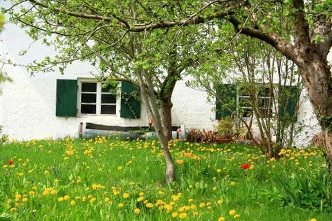 Two windows on background of yellow dandelions Stock Photos