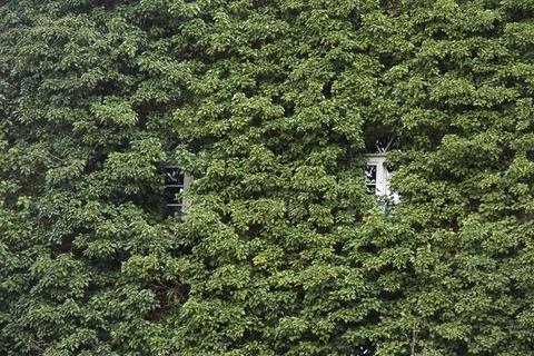 Two windows barely visible through ivy Stock Photos