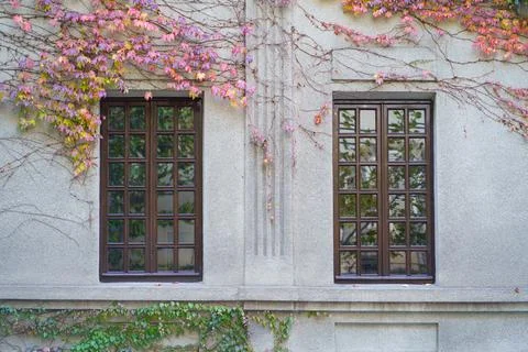 Two windows on white wall of abandoned building, surrounded by pink yellow tree Fotos de archivo