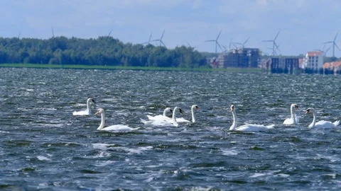 Two Windsurfers slow motion storm wind and swans on lake dscf3821HD Stock Footage 94895623