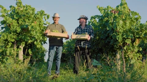 Two winemaker male farmer in vineyard pick up box grape from ground talk discuss Stock Footage 272424959