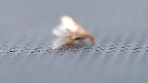 Two winged ants Stock Footage 83281700