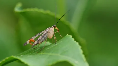Two Winged Insect Stock Footage 249890889