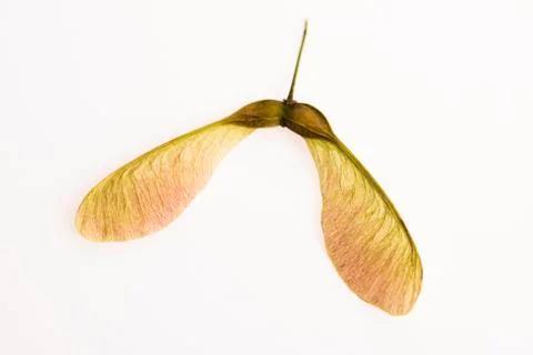 Two winged maple seeds attached to the stem Stock Photos