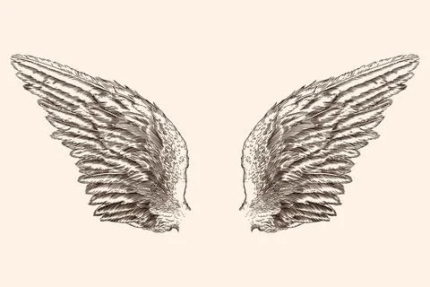Two wings of an angel. Stock Illustration