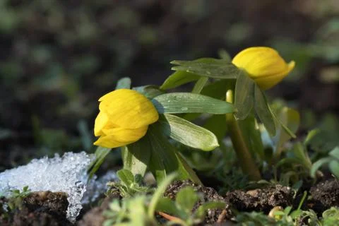Two winter aconite flowers Stock Photos