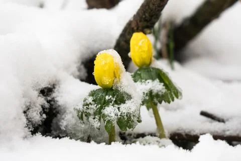 Two winter aconites peeping through snow Stock Photos