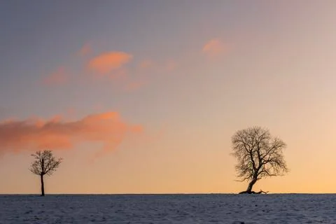 Two Winter Trees Benneckenstein Stock Photos