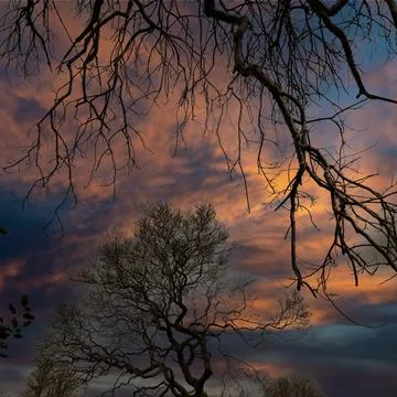 Two Winter Trees At Sunset. Stock Photos