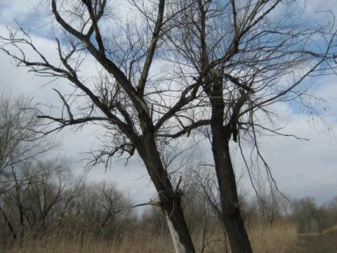 Two withered trees without leaves and blue sky Foto stock