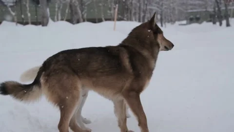 Two wolf-like dogs stand sideways Stock Footage 150168501