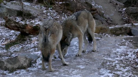 Two wolfs eating from the snowy ground looking around for food in winter time Stock Footage 84157558