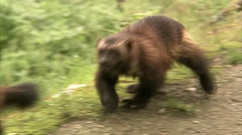 Two wolverine playing Video stock 11315073