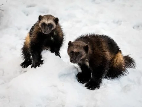 Two wolverines, gulo gulo, with snow and white background Stock Photos