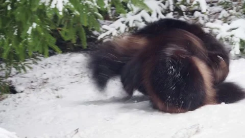 Two wolverines play together Video stock 325895505