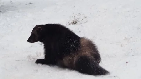 Two wolverines play together in the snow Video stock 325895399