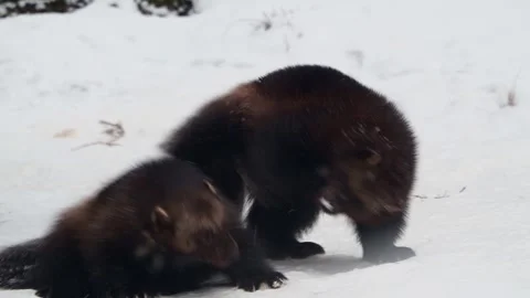Two wolverines play together in winter Video stock 325889991