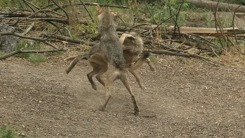 Two wolves are played. Good mood in animals. Run, jump, attack. Stock Footage 114395349
