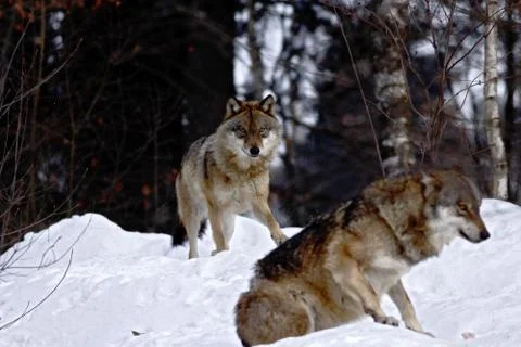 Two wolves (canis lupus)  in winter, wolfs running in snow, attractive winter Stock Photos