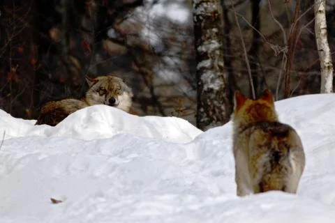 Two wolves (canis lupus)  in winter, wolfs running in snow, attractive winter Stock Photos