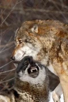 Two wolves (canis lupus)  in winter, wolfs running in snow, attractive winter Stock Photos