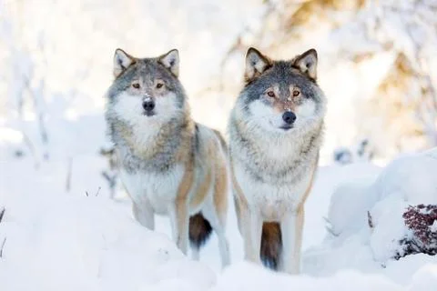 Two wolves in cold winter forest Stock Photos